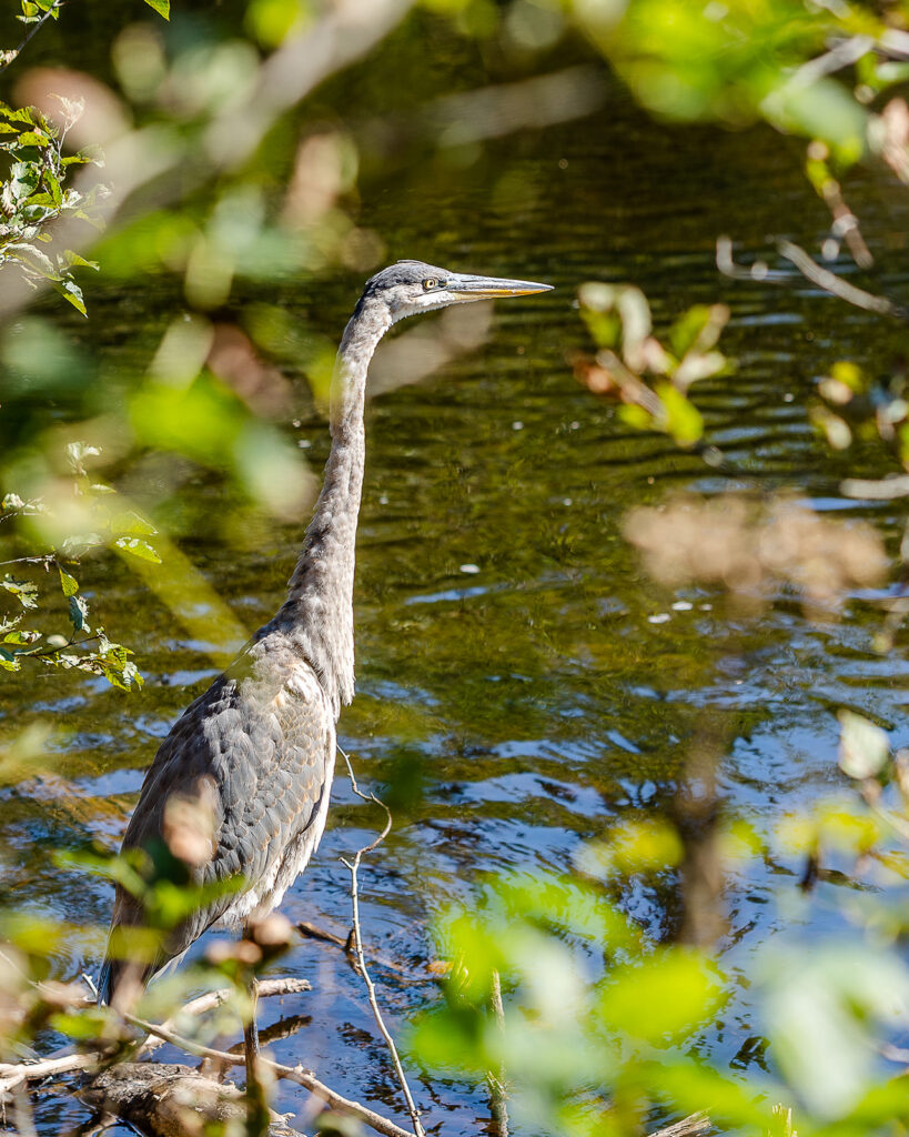 Great blue heron standing in a river in Algonquin Provincial Park, framed by green leaves.